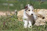 FOX TERRIER 307